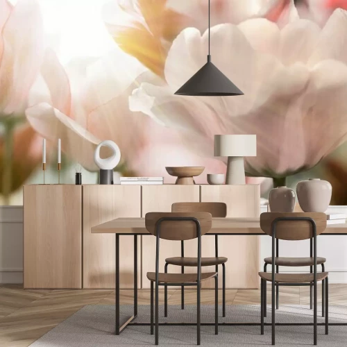 Papier peint  Tulipes délicates en pleine floraison
