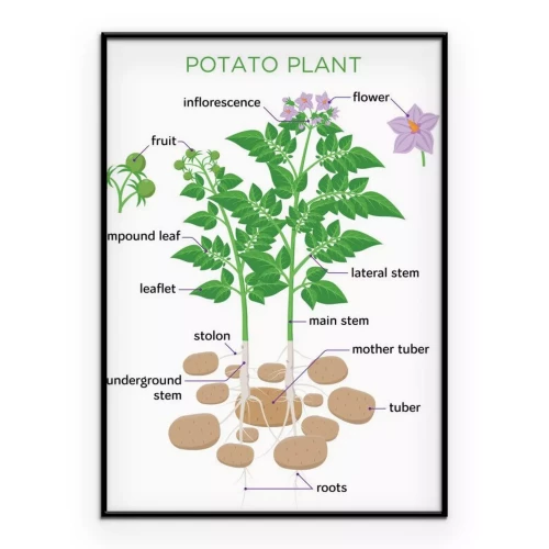 Visualisation du produit
