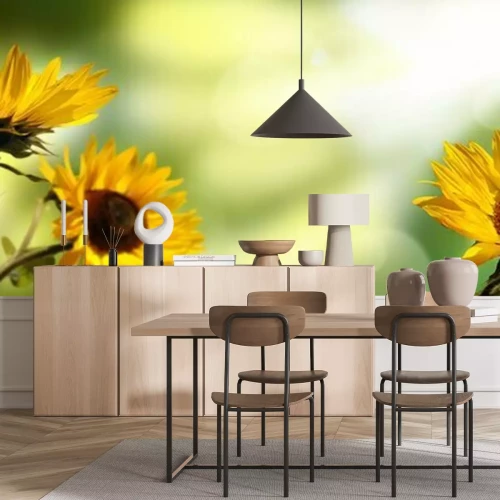 Papier peint  Tournesols sur un fond flou