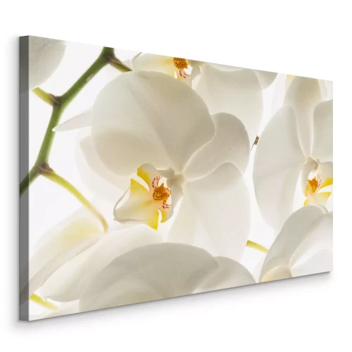 Tableau  Fleurs d&#39;orchidées blanches en macro
