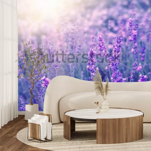 Papier peint  Fleurs de lavande au soleil