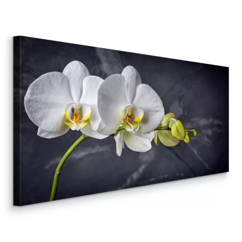 Tableau  Orchidée blanche sur fond de marbre noir