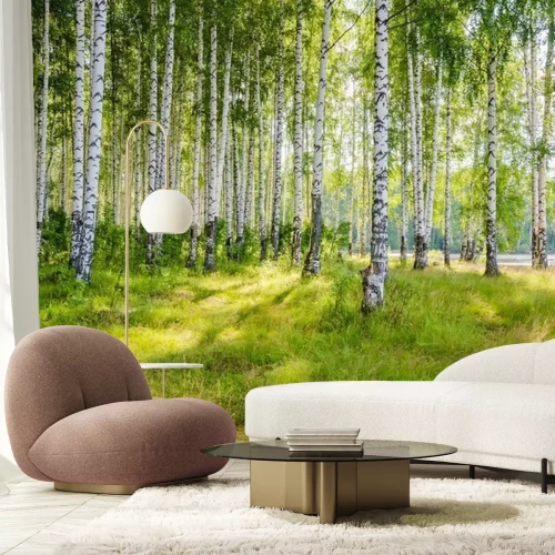 Papier peint  Paysage avec forêt de bouleaux