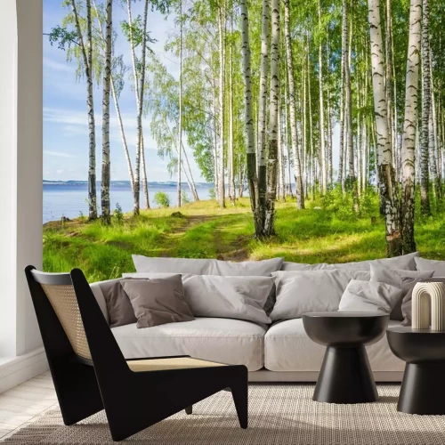 Papier peint  Birch grove on the river in the summer on a Sunny day, the edge of the forest with grass.