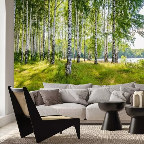 Papier peint  Paysage avec forêt de bouleaux au bord de la rivière