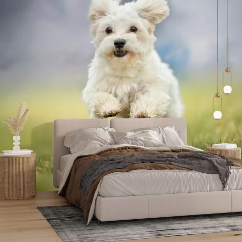 Papier peint  Un chien en fuite