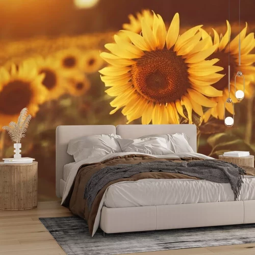 Papier peint  Tournesols aux rayons de soleil