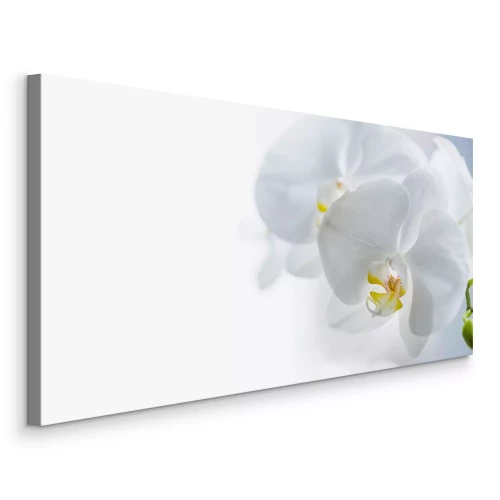 Tableau  Fleurs d&#39;orchidées blanches 3D