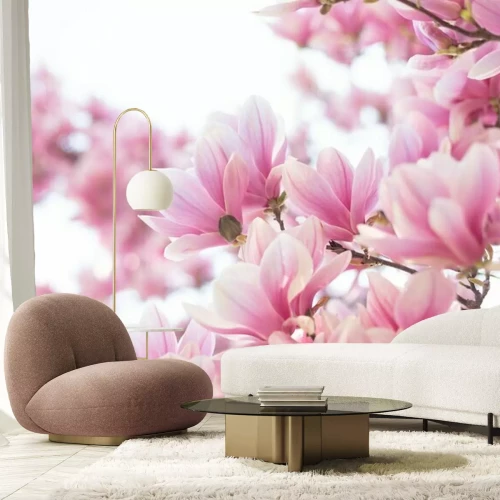 Papier peint  Blooming branch of magnolia tree in spring time. Close up