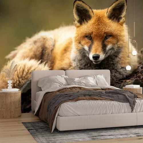 Papier peint  Red fox in the forest