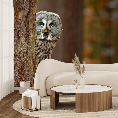 Papier peint  Portrait of Great grey owl, Strix nebulosa, hidden behind tree trunk in the winter forest, with yellow eyes. Wildlife scene from wild nature. Funny image with owl.