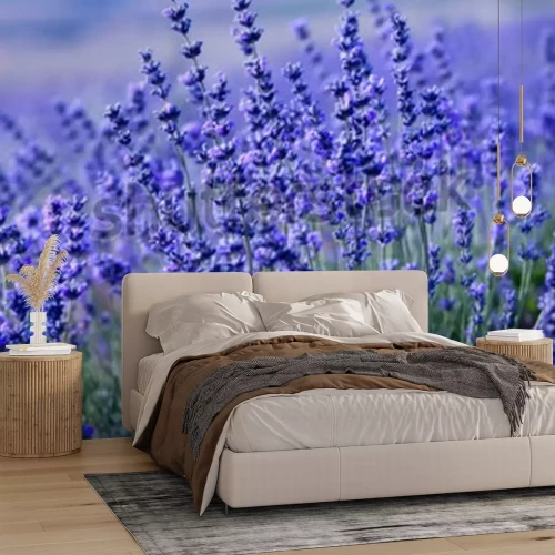 Papier peint  Champ de lavende pourpre