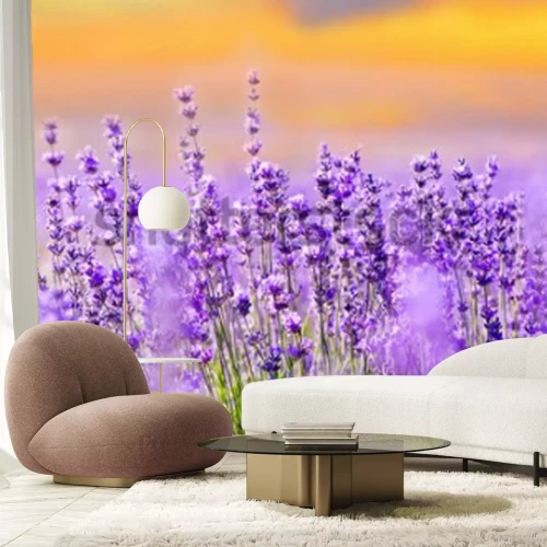 Papier peint  Champ de lavande violacé