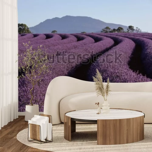 Papier peint  Champ avec des fleurs de lavande