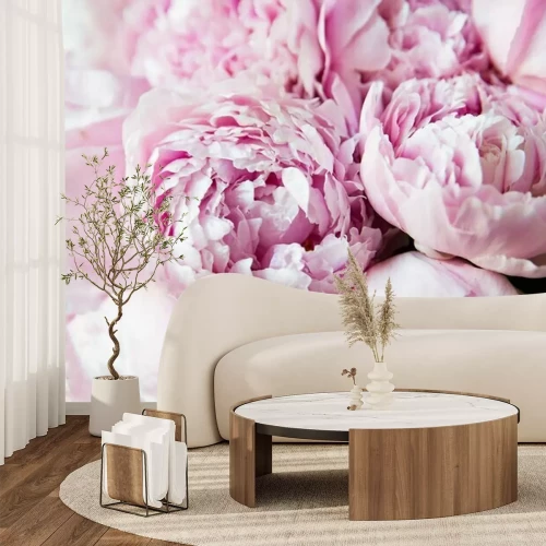Papier peint  White and pink peonies. Background, wallpaper..