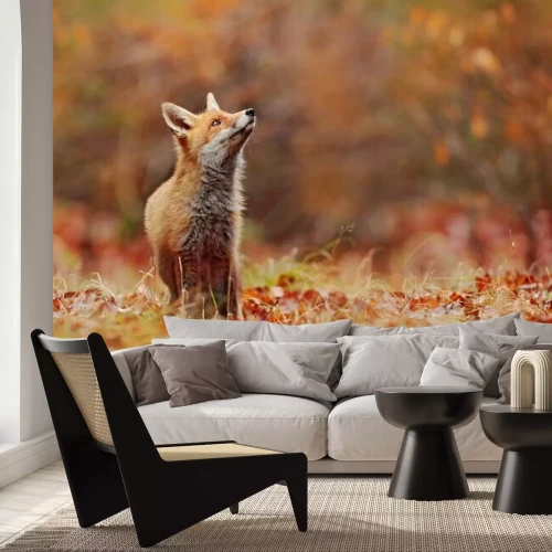 Papier peint  Red fox running on orange autumn leaves. Cute Red Fox, Vulpes vulpes in fall forest. Beautiful animal in the nature habitat. Wildlife scene from the wild nature, France, Europe. Cute animal in habitat