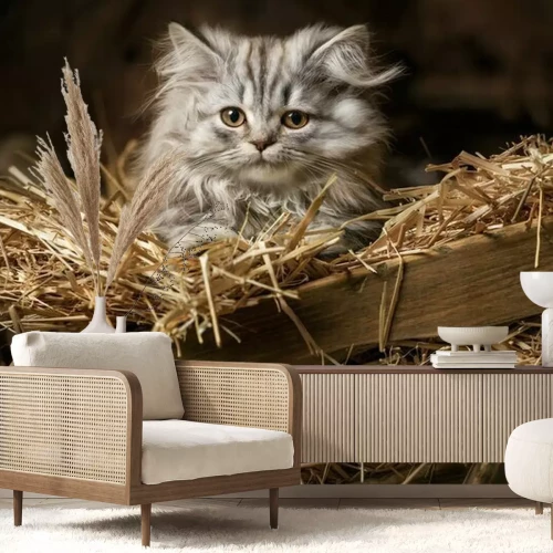 Papier peint  Striped fluffy kitten in an old wagon with straw