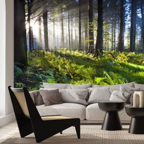 Papier peint  L'aube dans la forêt illuminée par les rayons du soleil