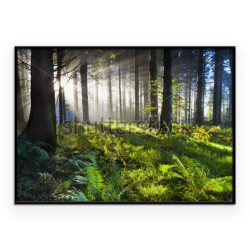 Poster  L'aube dans la forêt illuminée par les rayons du soleil