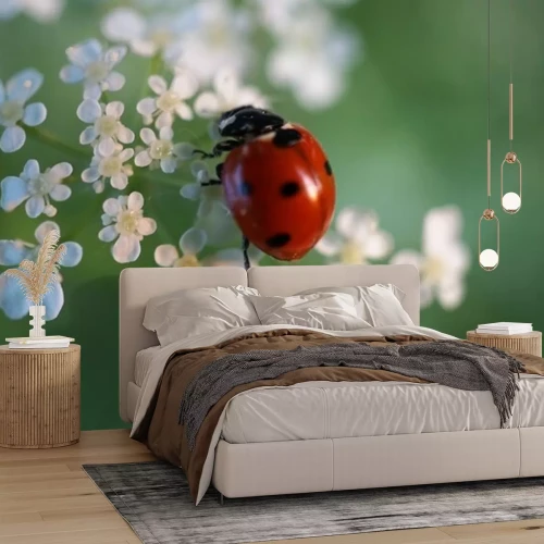 Sticker  Vue d'une coccinelle assise sur des fleurs blanches