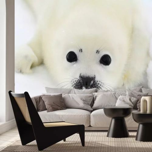 Papier peint  Petit phoque ravissant