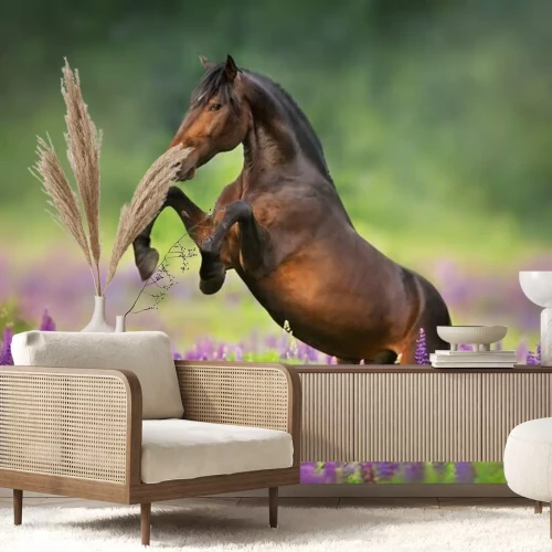 Papier peint  Un cheval se cabrant dans un champ de lavande