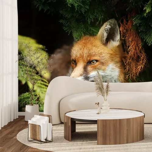 Papier peint  Close up of a Red fox lying under a tree