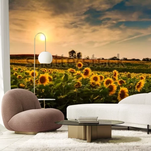 Papier peint  Champ de tournesols