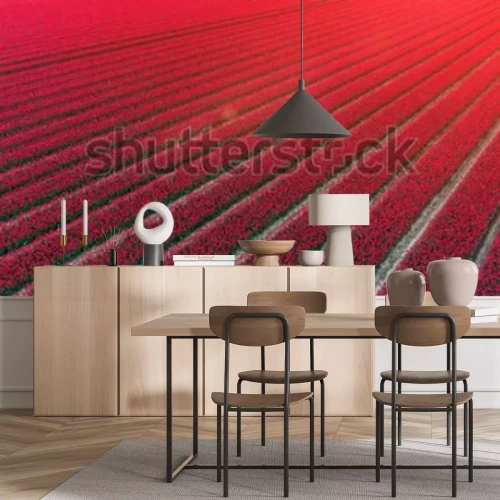 Papier peint  Champ de tulipes rouges aux Pays-Bas