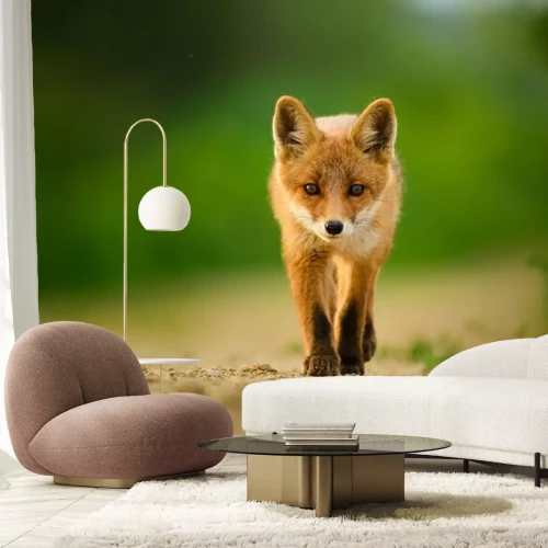 Papier peint  Red fox cub , Vulpes Vulpes