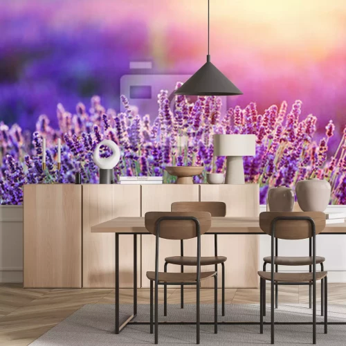 Papier peint  Champ de lavande au lever du soleil