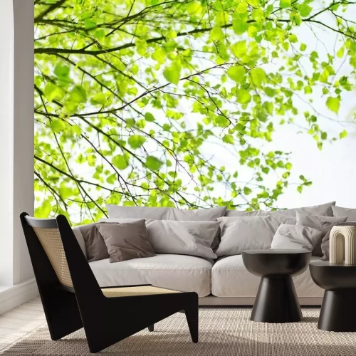 Papier peint  Feuilles en fleur d'un arbre au printemps