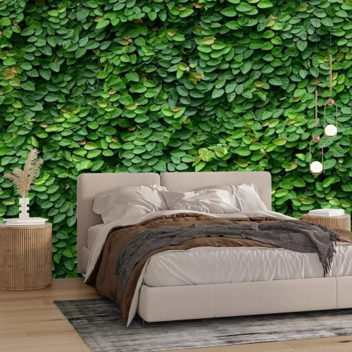 Papier peint  Plantes vertes grimpantes