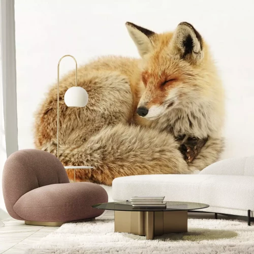 Papier peint  Wild fox in natural winter habitat