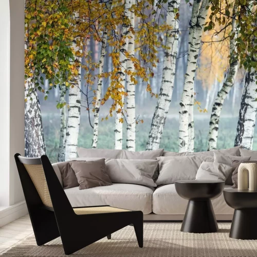 Papier peint  Row of birch trees with yellow leaves in the fog. Selective focus.