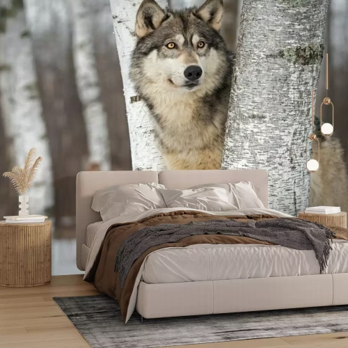 Papier peint  Loup gris dans la forêt
