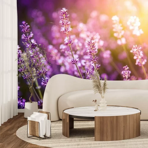 Papier peint  Bosquet de lavande