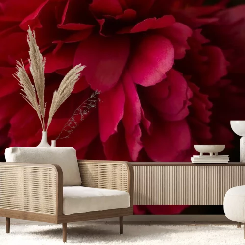 Papier peint  Pivoine rose gros plan