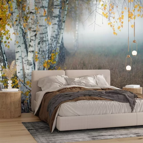 Papier peint  Row of birch trees with yellow leaves in the fog. Selective focus..