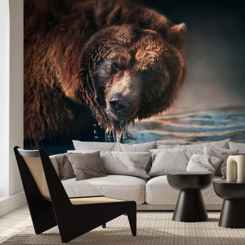 Papier peint  Ours brun dans un ruisseau de montagne