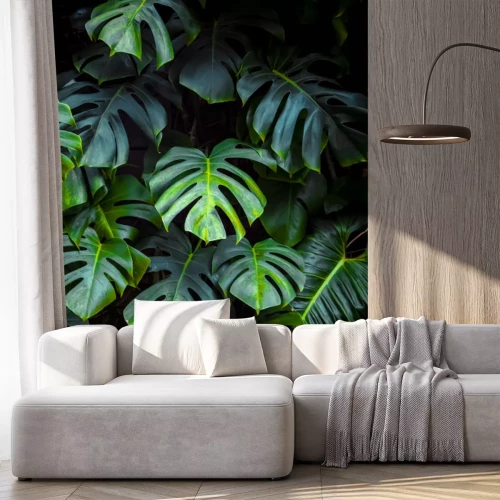 Sticker  Green leaves of Monstera philodendron, plant growing in botanical garden, tropical forest plants, evergreen vines abstract background.