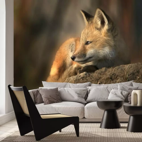 Papier peint  Red Fox close up in morning sunlight