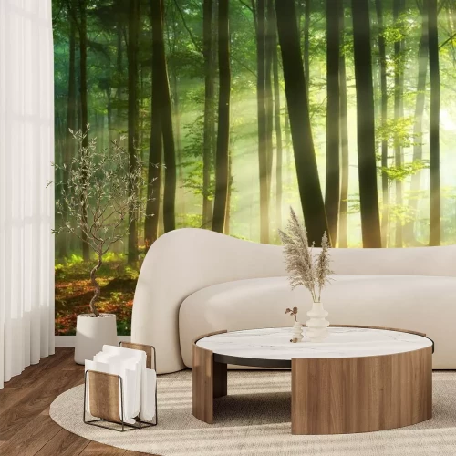 Papier peint  Matinée dans une forêt brumeuse paysage naturel