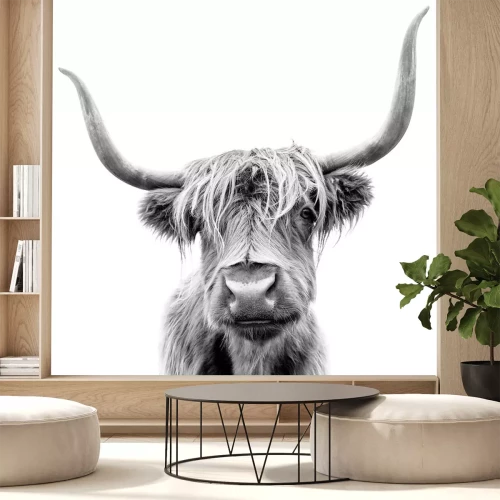 Sticker  Photo en noir et blanc d'une vache écossaise à poil long