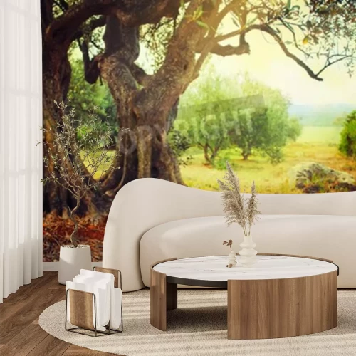 Papier peint  Vieux arbres dans une clairière