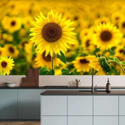 Papier peint  Tournesol dans un champ