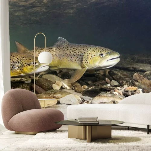 Papier peint  Truite dans le ruisseau