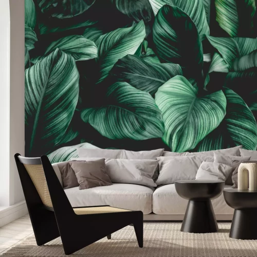 Papier peint  Leaves of Spathiphyllum cannifolium, abstract green texture, nature background, tropical leaf