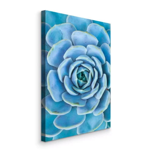 Tableau  Gros plan d&#39;une succulente bleue