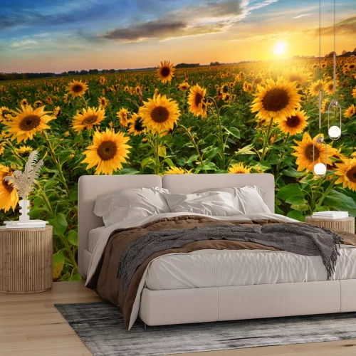 Papier peint  Champ de tournesols au soleil couchant